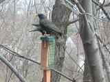 European Starlings