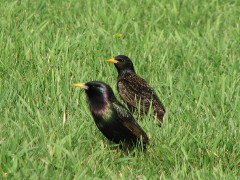 European Starlings