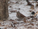 Fox Sparrow