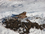 Gray-crowned Rosy-Finch