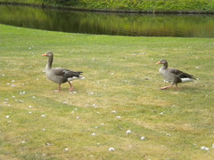 Graylag Geese