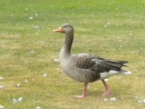 Gray Goose