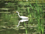 Great Egret