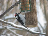 Hairy Woodpecker