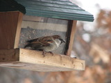 House Sparrow