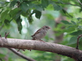 House Sparrow