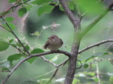 House Wren