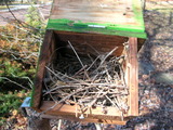 House Wren