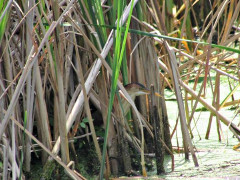 Least Bittern