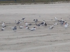 Least Tern