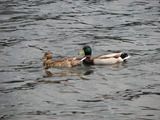 Mallard