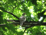 Mourning Dove