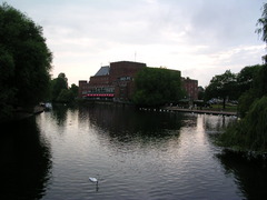 Mute Swans