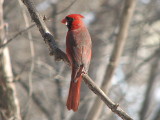 Northern Cardinal