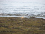 Pacific Golden Plover