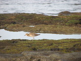 Pacific Golden Plover