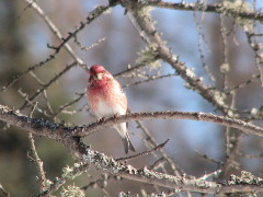 A male Purple Finch