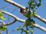 Rose-breasted Grosbeak