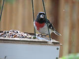 Rose-breasted Grosbeak