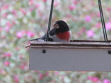 Rose-breasted Grosbeak