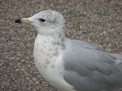 Ring-billed gull