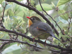 Red-billed Leiothrix