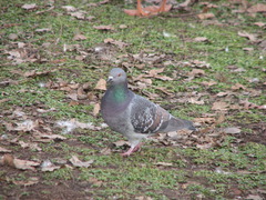 Rock Pigeon