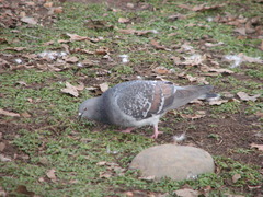 Rock Pigeon