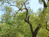 Rose-ringed Parakeet.