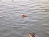 Ruddy Duck.