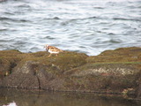 Ruddy Turnstone