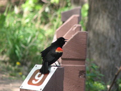 Red-winged Blackbird