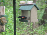 A male Red-winged Blackbird