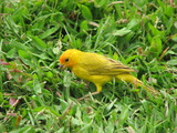 Saffron Finch