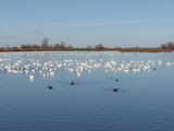 Snow Goose