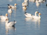 Snow Goose