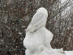 Snowy Owl