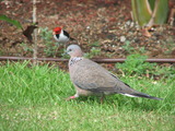 Spotted Dove