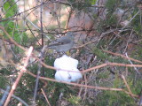 Townsend's Solitaire