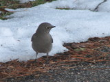 Townsend's Solitaire