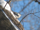 White-breasted Nuthatch