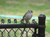 White-crowned Sparrow