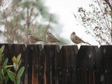 These White-crowned Sparrows posed on a fence for us during the Redding, California Christmas Bird Count