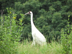 Whooping Crane