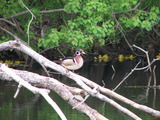 Wood Duck