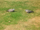 Wood Pigeon