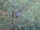 Wood Pigeon