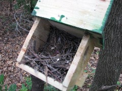 Clearing out a box after a successful hatch. This pair won’t get their cleaning deposit back. (7/4/2009, Little Canada, MN)