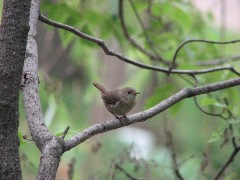 This individual on a branch near an active nestbox was chattering angrily and warning me against coming any closer. (6/28/2008, Little Canada, MN)