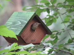 A wren at home. (6/28/2008, Little Canada, MN)